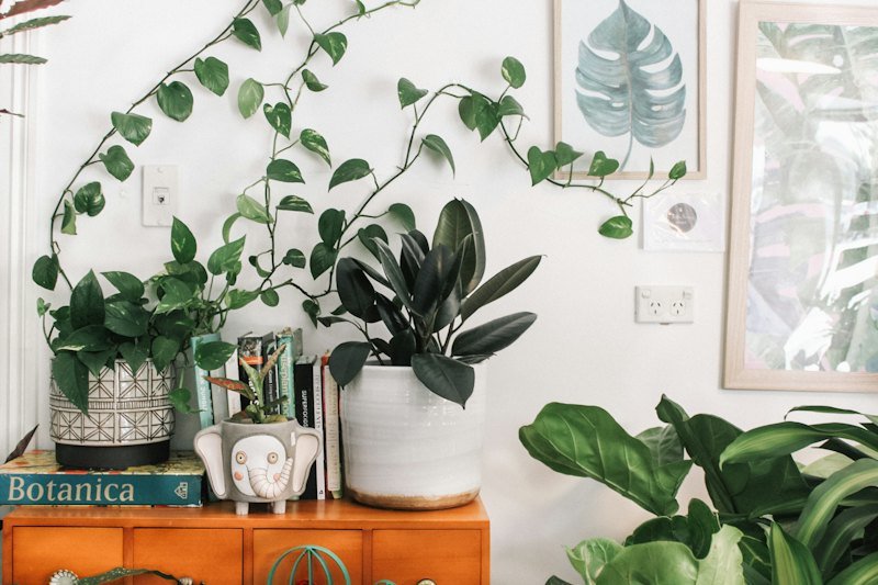 Green plants inside a home